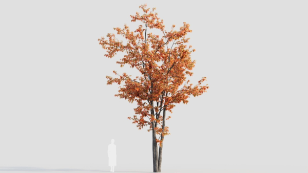 Acer tataricum a