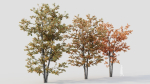 Acer tataricum a