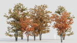 Acer tataricum a