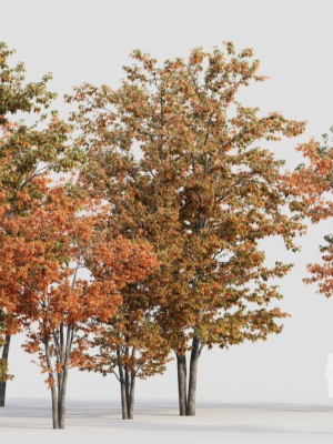 acer-tataricum-a-3d-model-429ac2c0e2