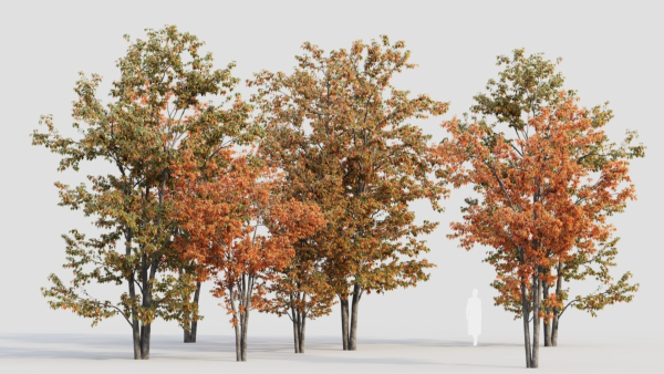 Acer tataricum a