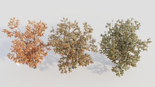 Acer tataricum a