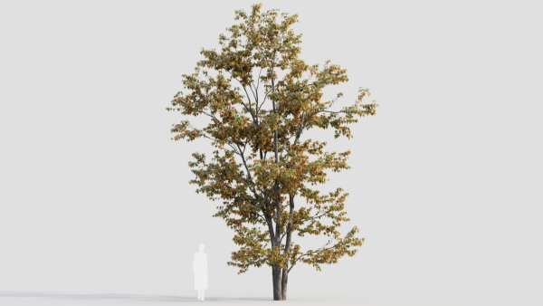 Acer tataricum a