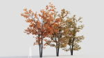 Acer tataricum a