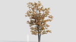 Acer tataricum a