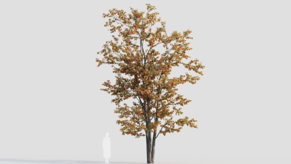 Acer tataricum a
