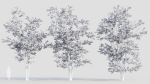 Acer tataricum a