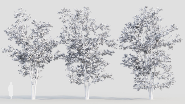 Acer tataricum a