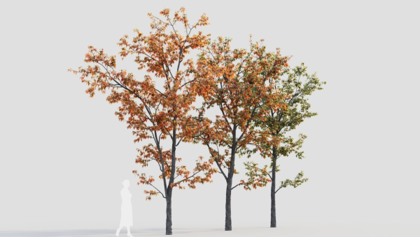 Acer tataricum b