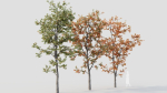 Acer tataricum b