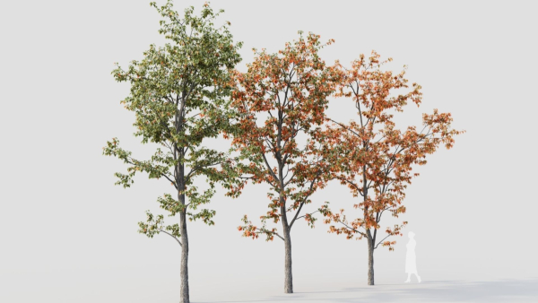Acer tataricum b