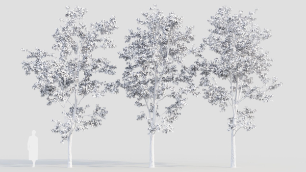 Acer tataricum b