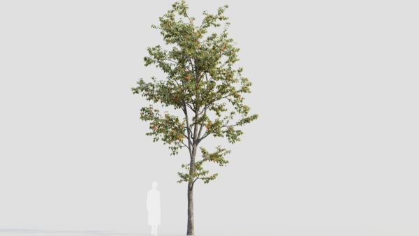 Acer tataricum b
