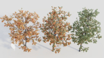Acer tataricum b