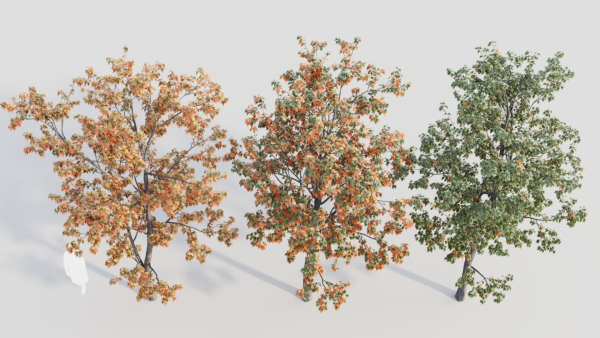 Acer tataricum b