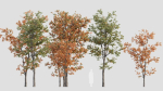Acer tataricum b
