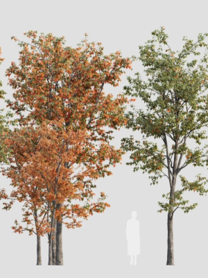 acer-tataricum-b-3d-model-865f5c1993