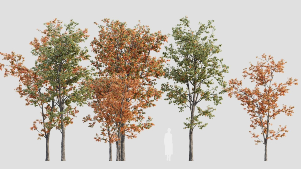 Acer tataricum b