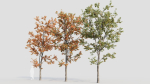 Acer tataricum b