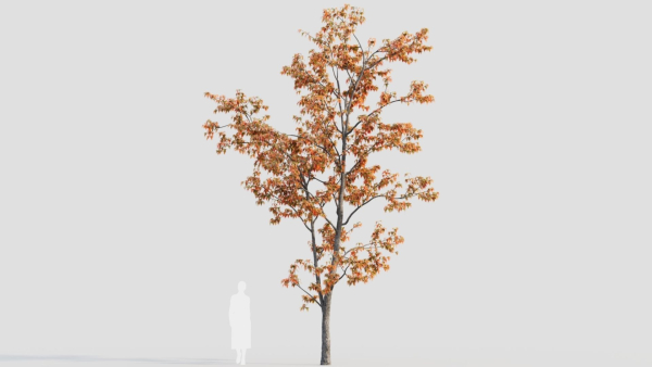 Acer tataricum b