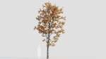 Acer tataricum b