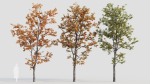 Acer tataricum b