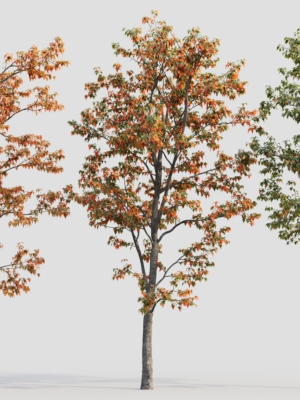 Acer tataricum b