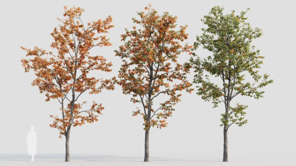 Acer tataricum b