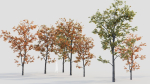 Acer tataricum b