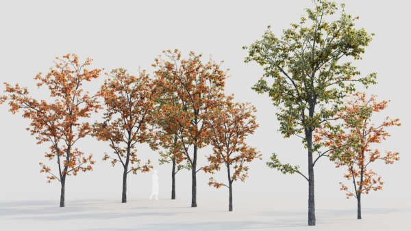 Acer tataricum b
