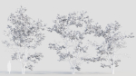 Acer tataricum c