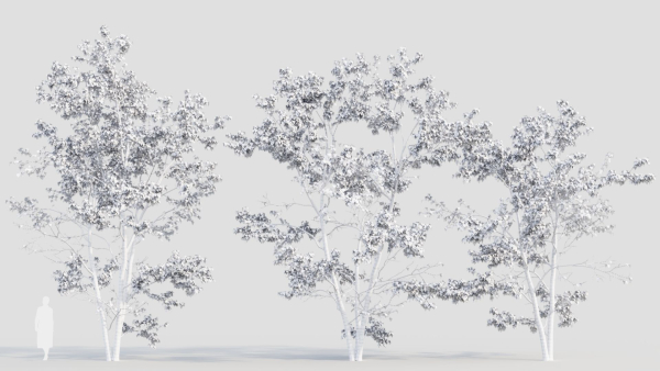 Acer tataricum c