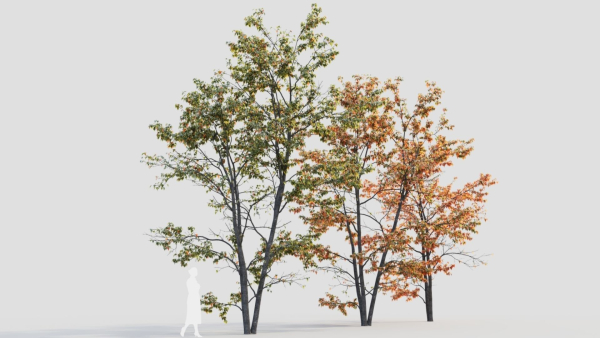 Acer tataricum c