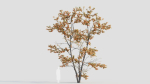 Acer tataricum c