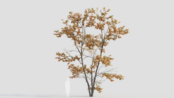 Acer tataricum c