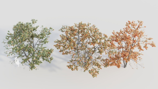 Acer tataricum c