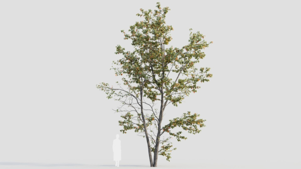 Acer tataricum c