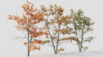 Acer tataricum c