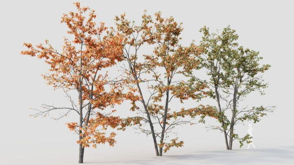 Acer tataricum c