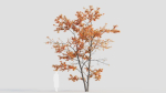 Acer tataricum c