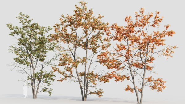 Acer tataricum c