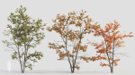 Acer tataricum c