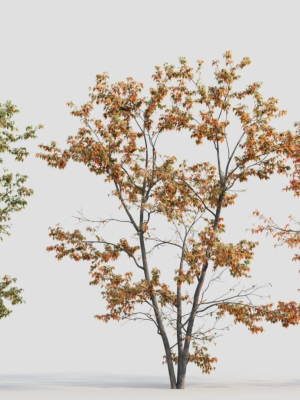 Acer tataricum c