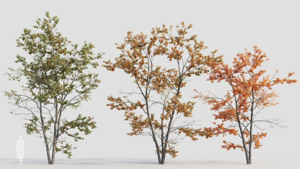 Acer tataricum c