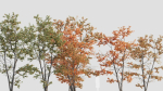 Acer tataricum c