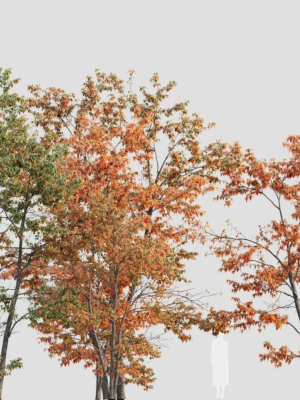 acer-tataricum-c-3d-model-dd33210fe8