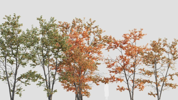 Acer tataricum c