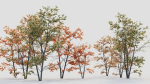 Acer tataricum c