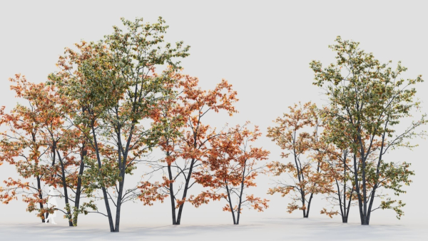 Acer tataricum c