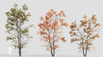 Acer tataricum d